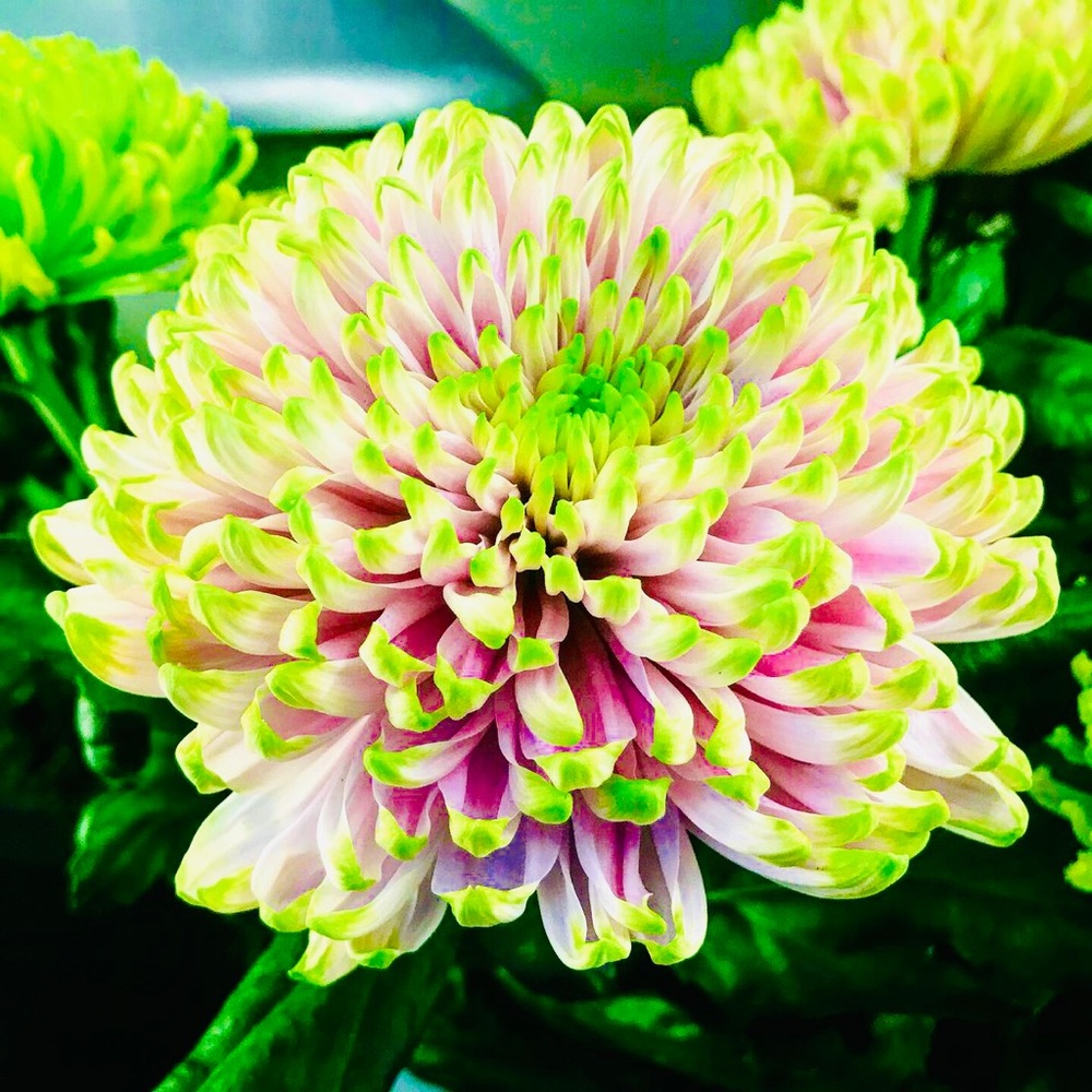🌼💚🌼💚🌼💚🌼💚🌼💚🌼💚🌼💚🌼💚🌼 - Picture 7 of 12
